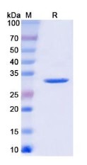 Western Blot PLN-4936H.jpg